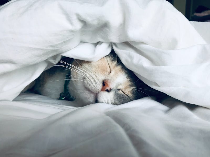 Katze liegt auf Bett unter Bettdecke