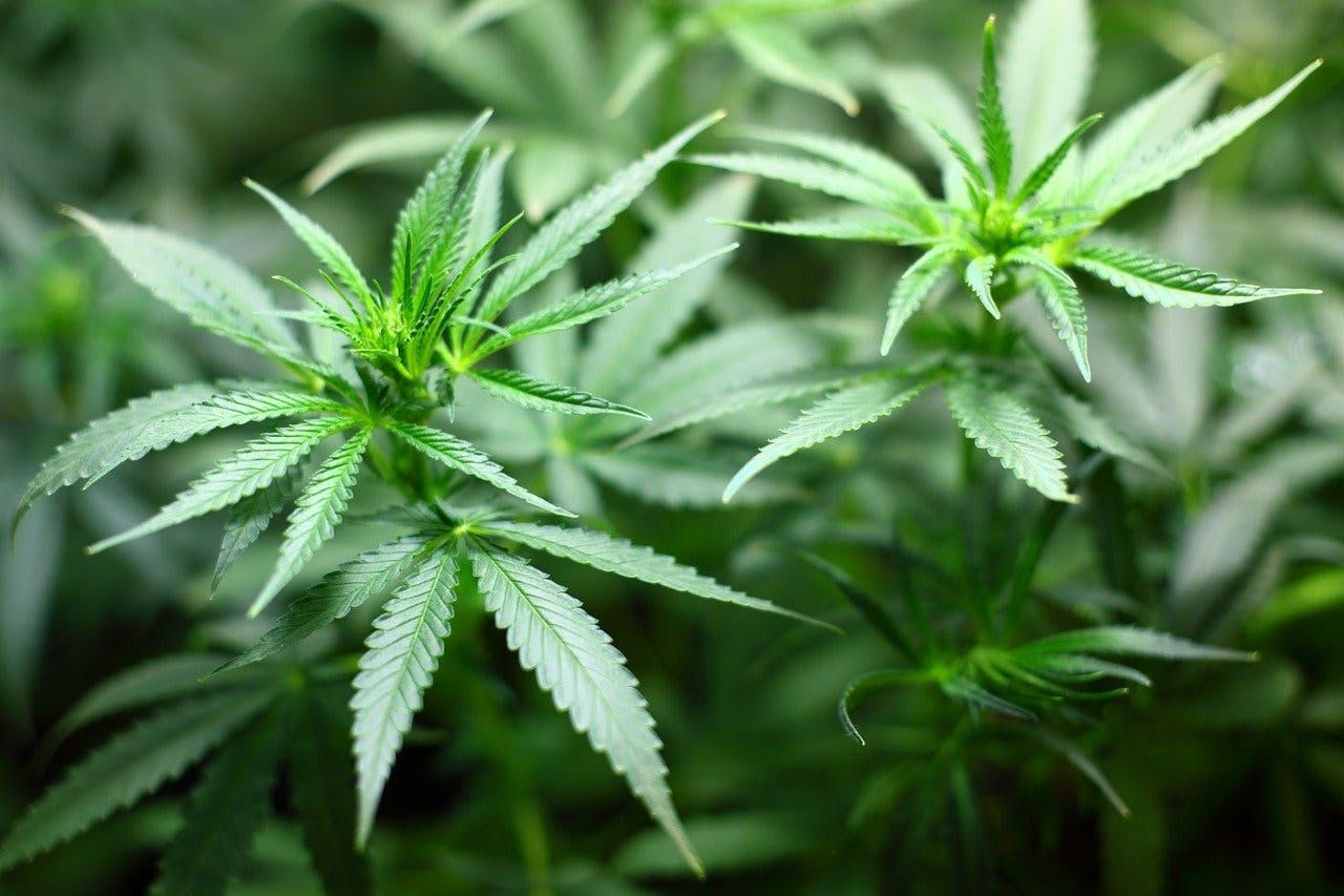 Cannabis Pflanzen